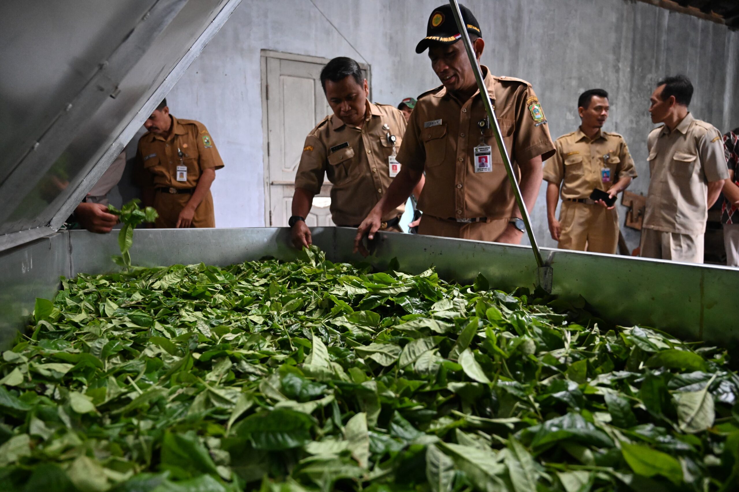 Kelompok UMKM ‘Bedana Maju’ Kalibening Peroleh Bantuan Mesin Pengolahan Teh